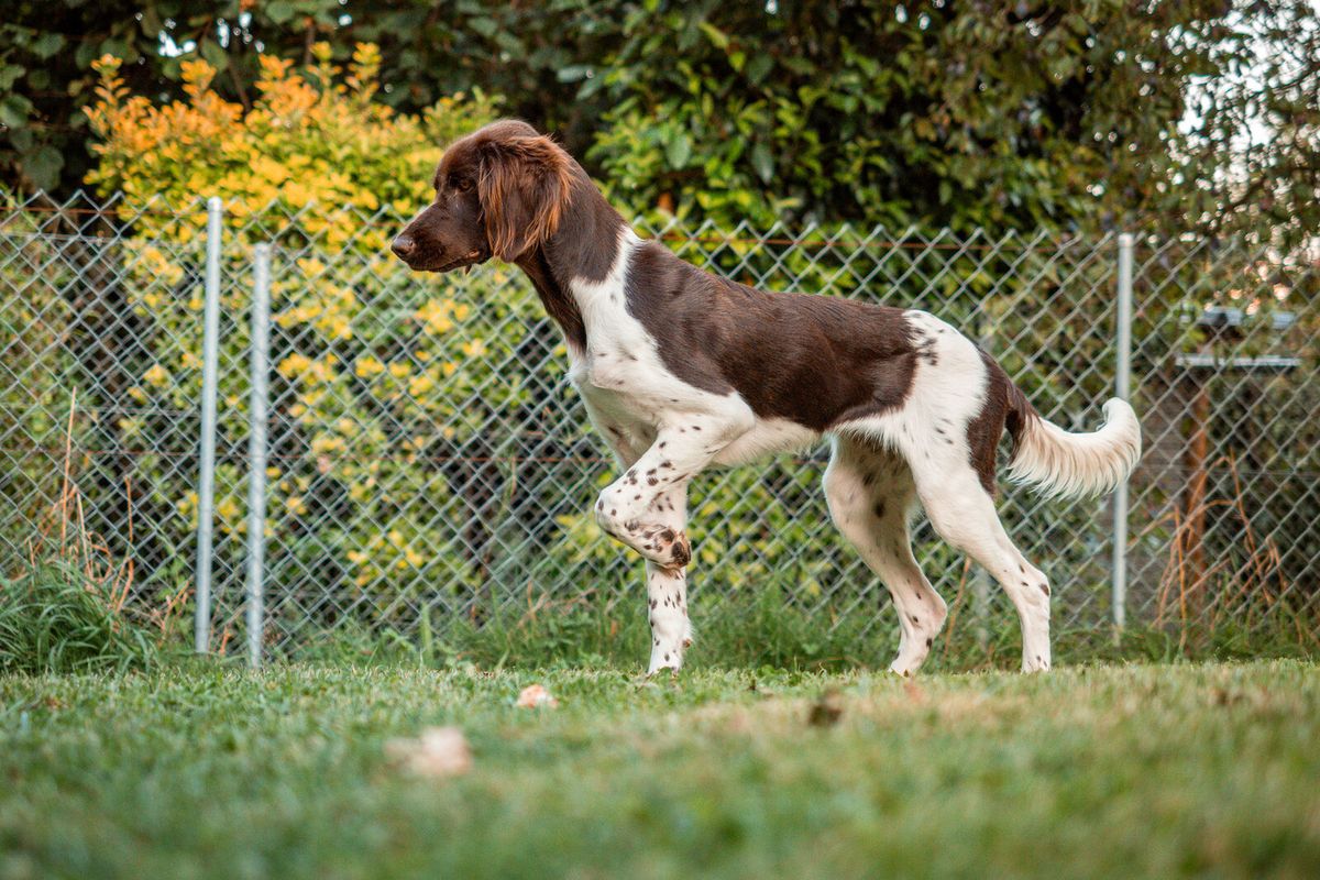 Kleiner Münsterländer mit braun-weißem Fell im Gras