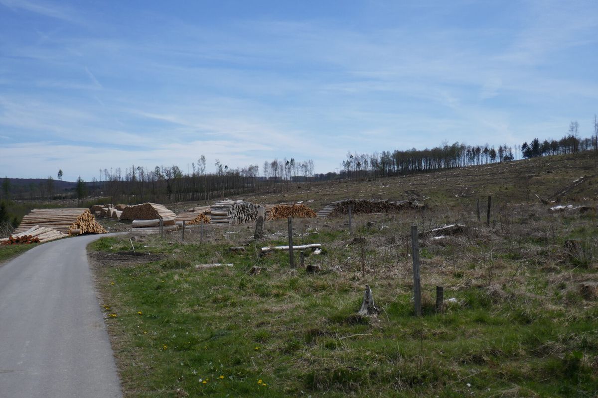 Waldlandschaft im Naturpark Arnsberger Wald bei Rüthen mit Nadel- und Laubbäumen