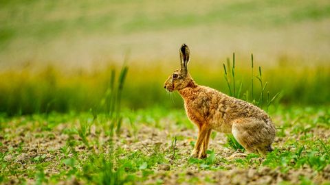 Myxomatose bei Feldhasen erreicht Straubing: Ob die Hasenjagd ab 16. Oktober ruht, entscheidet das Fallwild