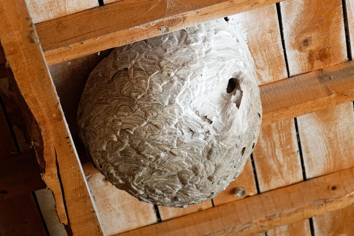 Großes kugeliges Sekundärnest der Asiatischen Hornisse in einer Baumkrone