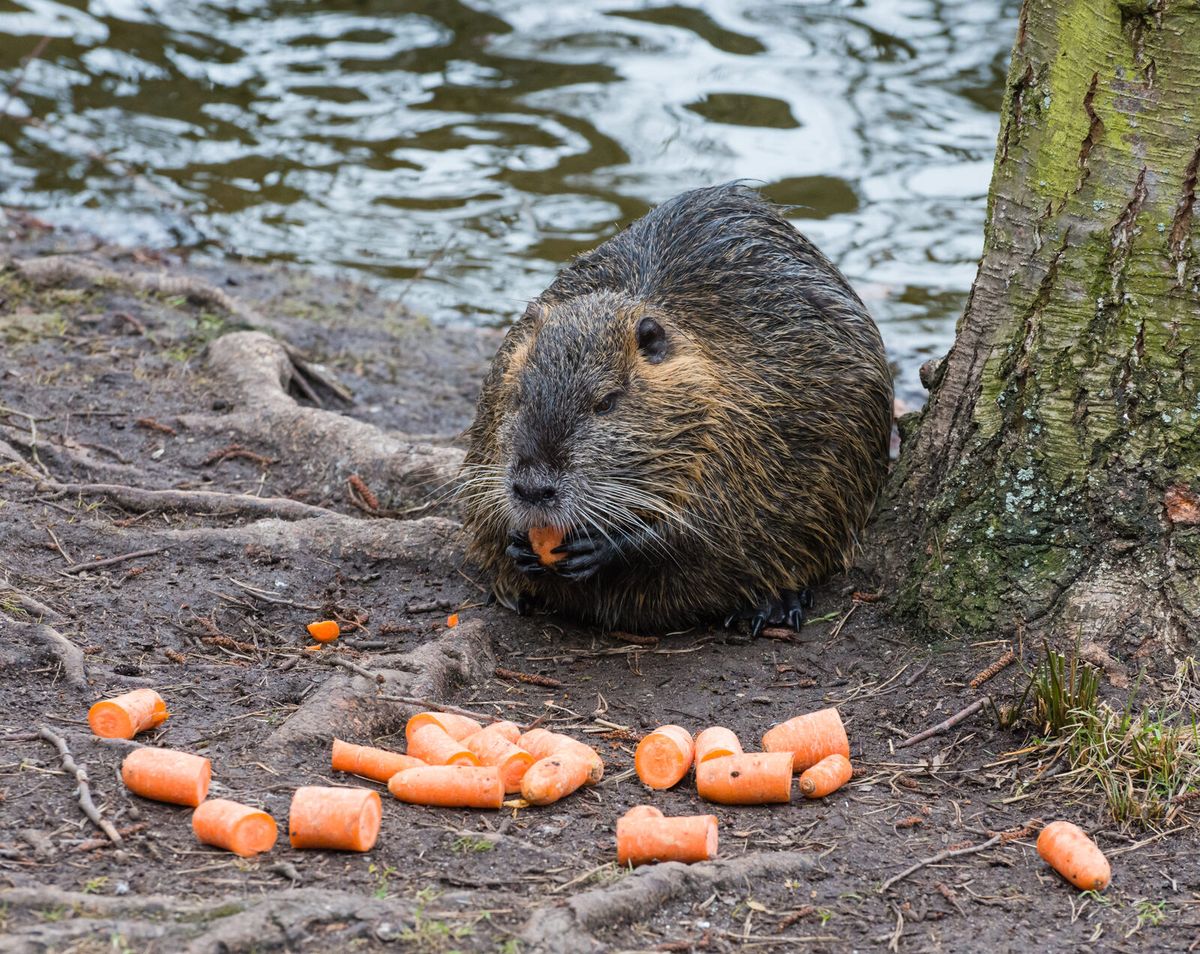 Nutria am Gewässerrand