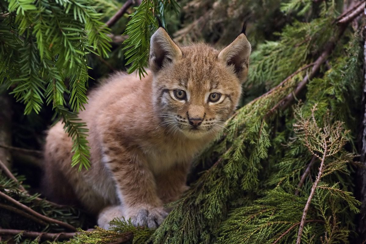 Junger Eurasischer Luchs im Wald