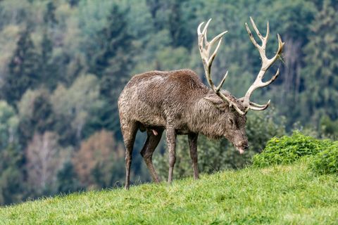 Rotwild-Wanderkorridor zwischen Bayern und Thüringen: Was der Durchbruch für Jäger bedeutet