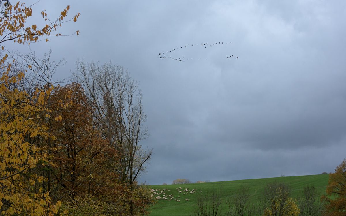 Kranich (Grus grus) auf einer Wiese