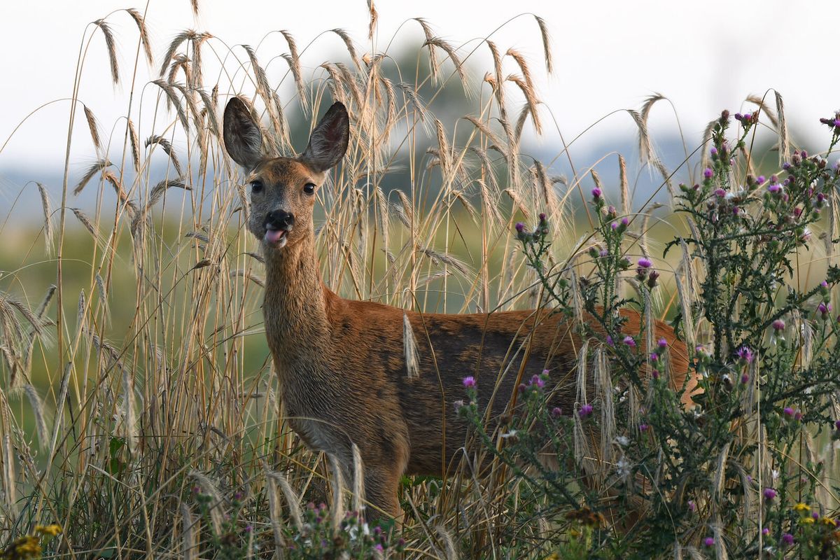 Reh im Sommer auf einer Wiese