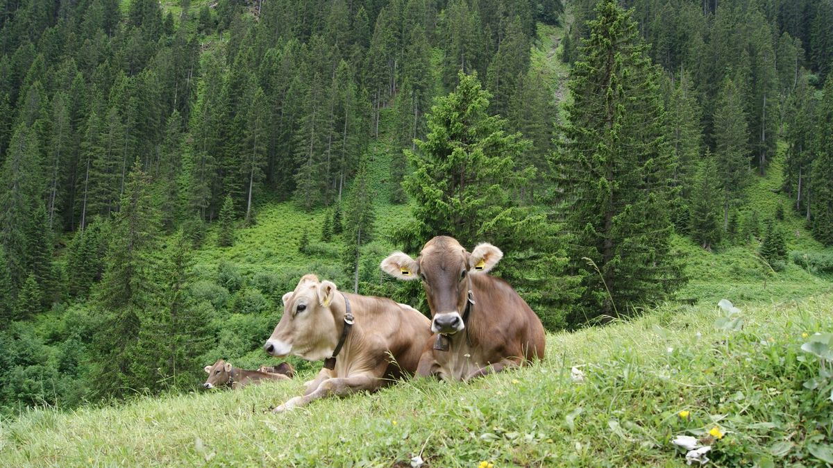 Rinderherde auf einer Alpe im Rellstal im Montafon