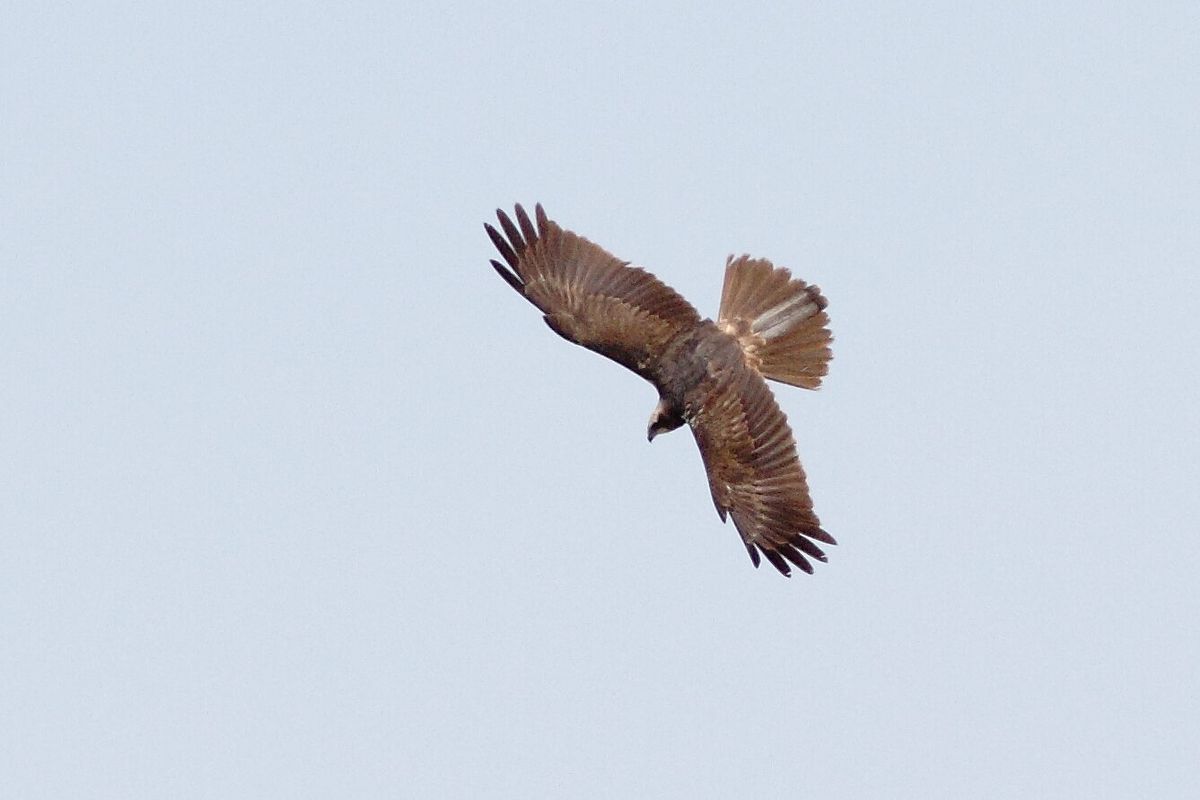 Rohrweihe im Flug mit langen in flachem V gehaltenen Flügeln über Röhricht