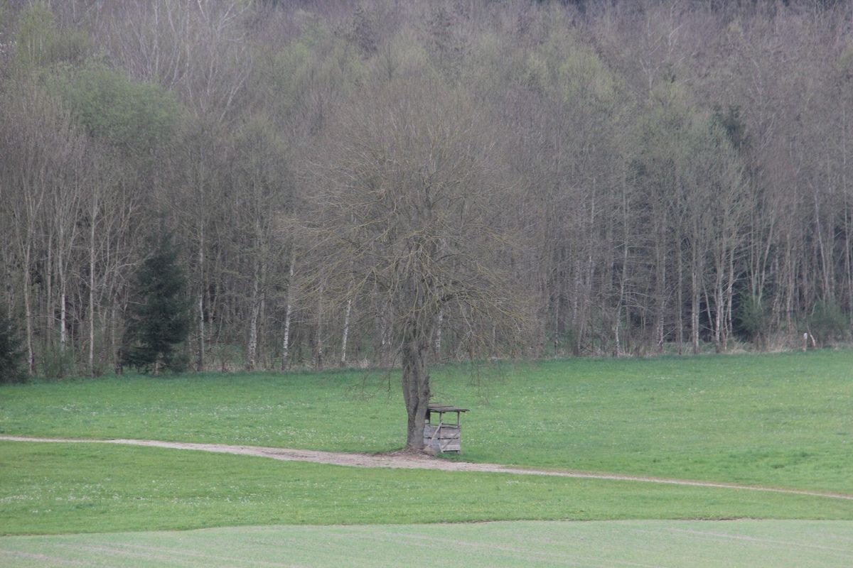 Freistehender Hochsitz an einem Waldrand