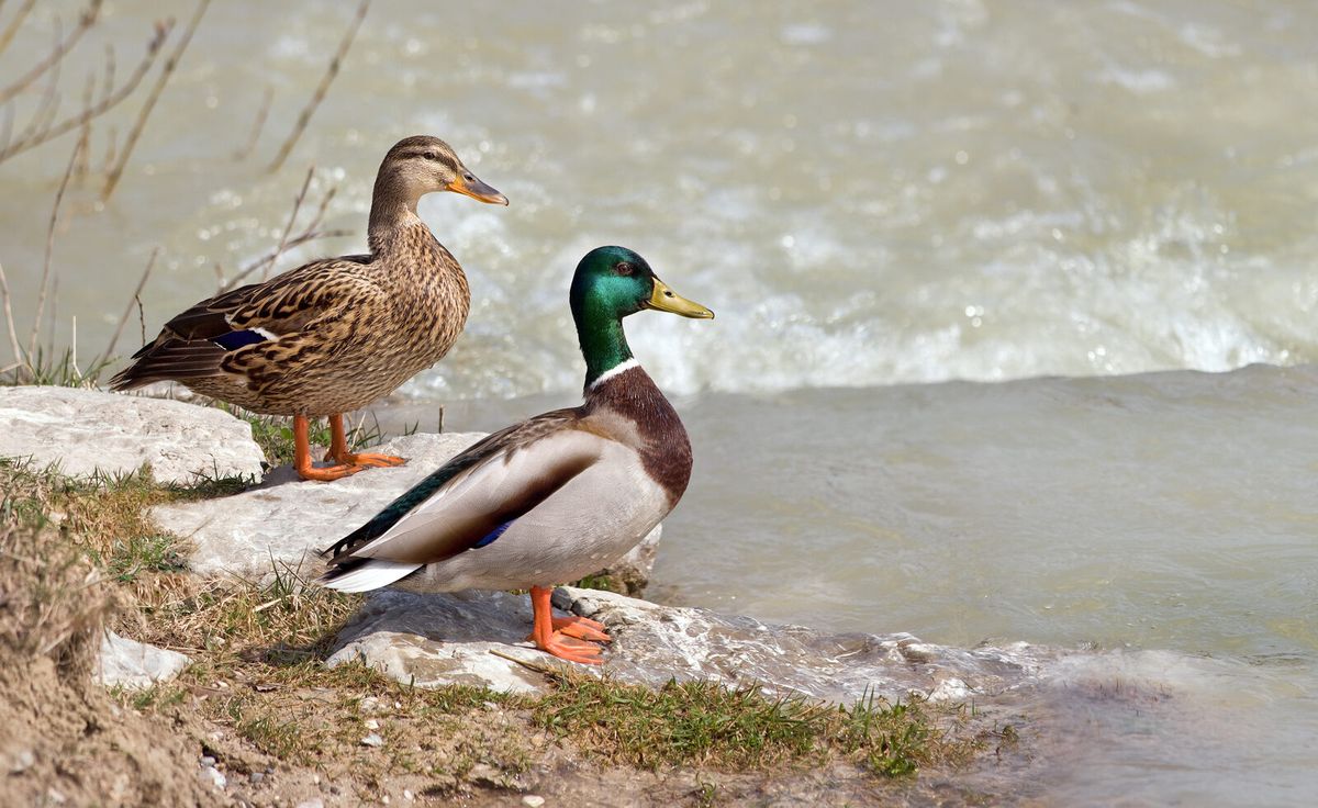 Stockentenpaar auf dem Wasser