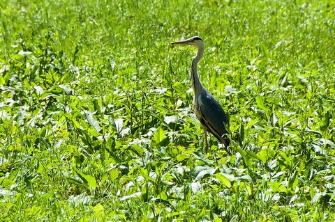 Die Pirsch: Grundlagen und Durchführung der Einzeljagd