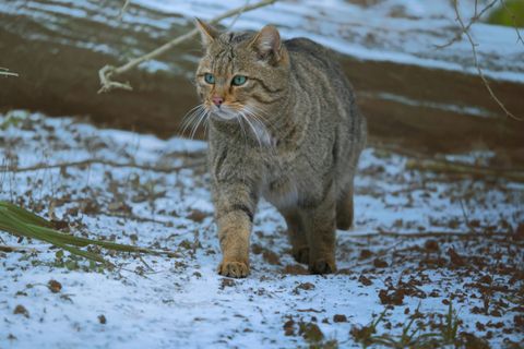 Wildkatzen in Deutschland: Comeback und Schutz