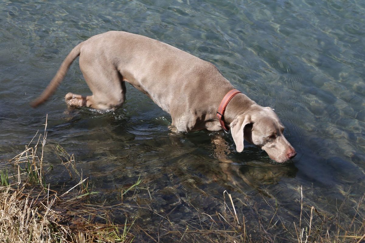 Weimaraner geht mit gesenktem Kopf in flaches, klares Wasser am schilfbewachsenen Ufer