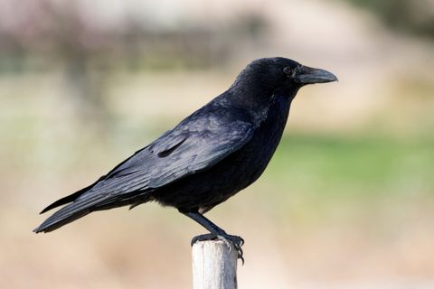 Krähenjagd: Rabenkrähe, Elster und Co. richtig bejagen