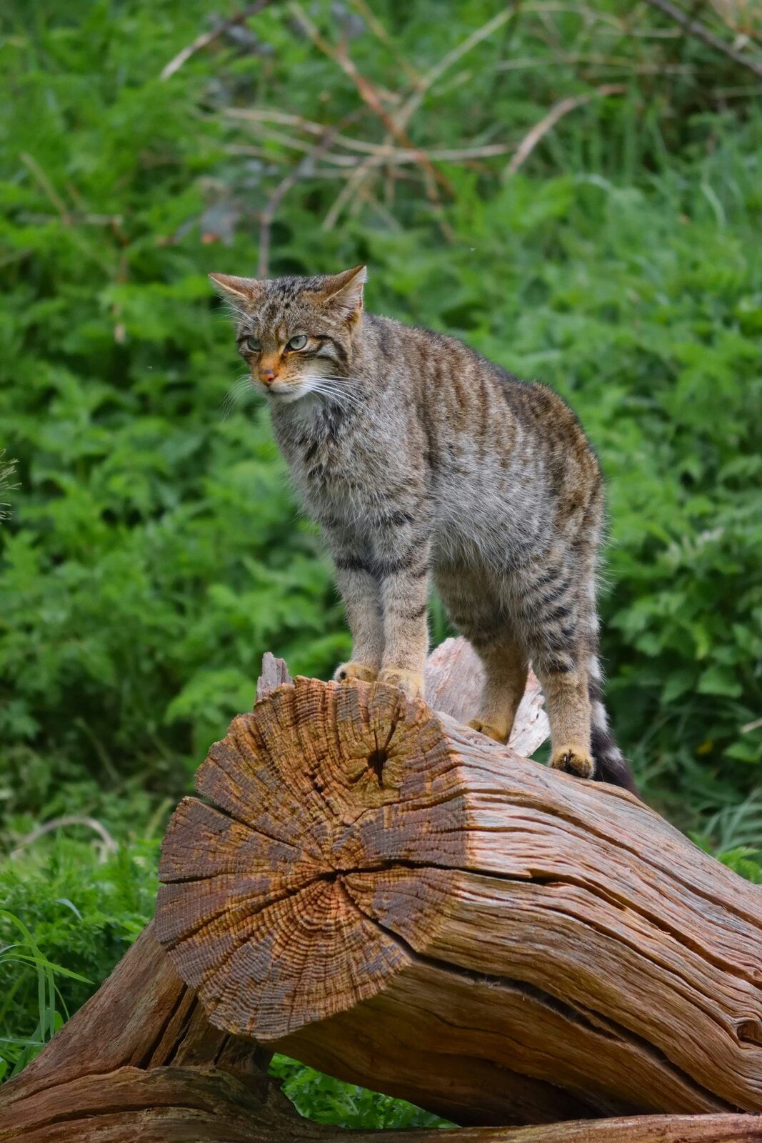 Europäische Wildkatze steht auf liegendem Totholz in dichter Vegetation