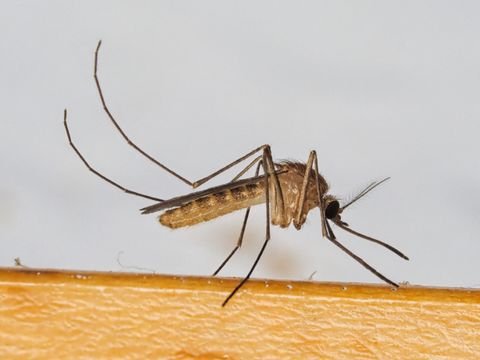 West-Nil-Virus 2026: Warum tote Greifvögel für Jäger ein Warnsignal sind
