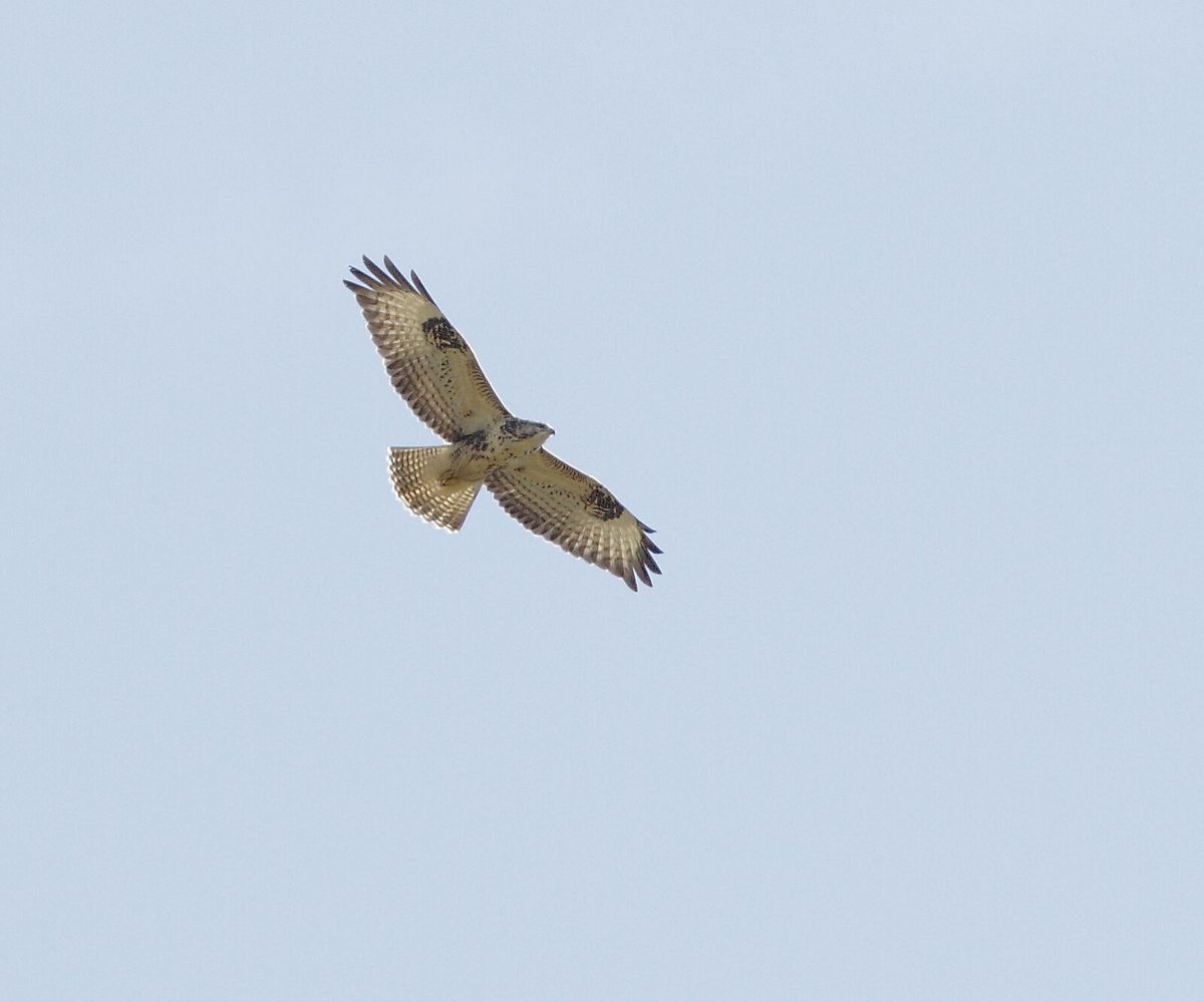 Mäusebussard im Segelflug von unten, breite gefingerte Flügel und kurzer gefächerter Schwanz