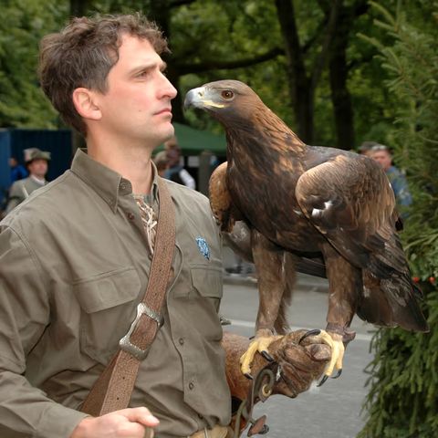 Falken: Jagdflieger der Lüfte