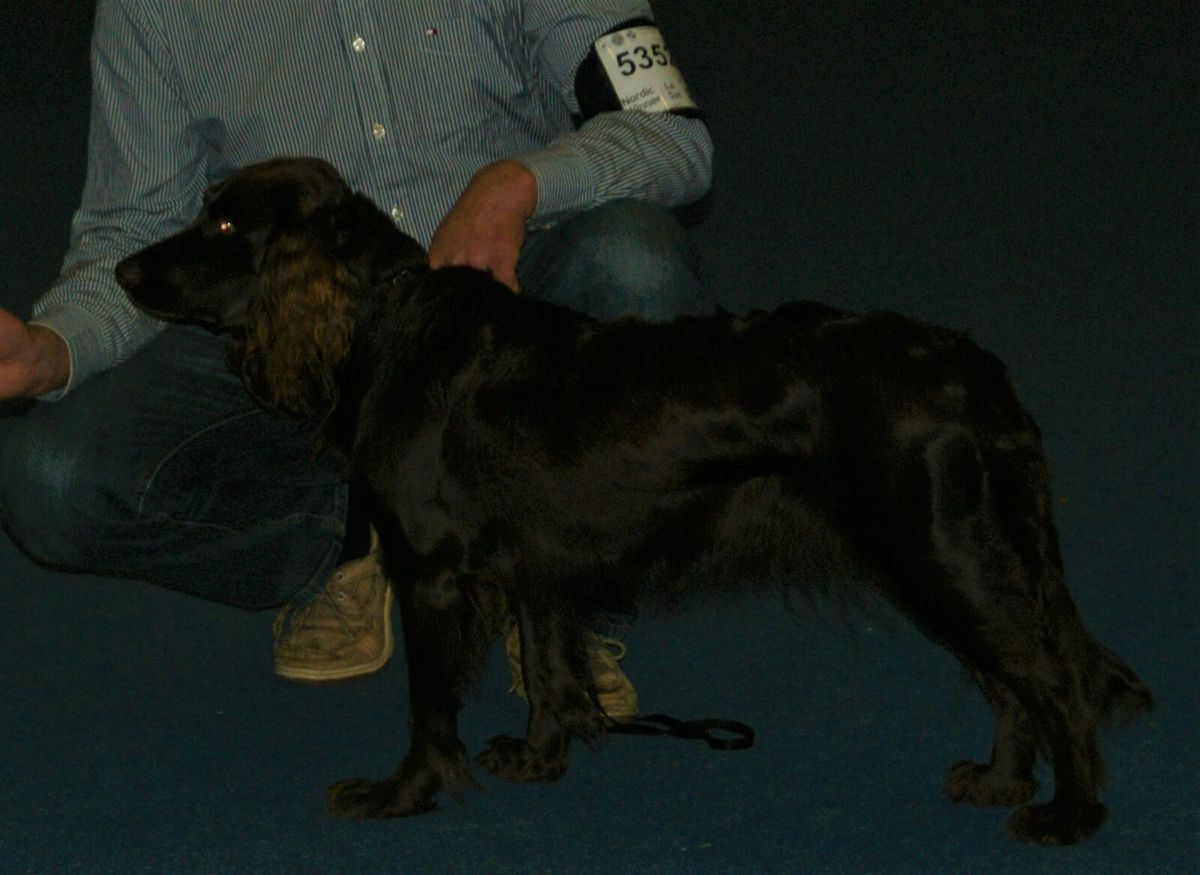 Brauner Deutscher Wachtelhund mit langem Behang steht auf einer Wiese