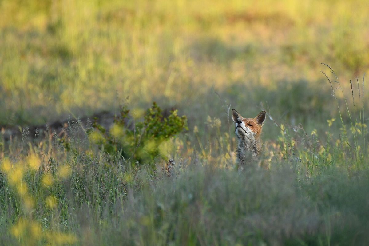 Rotfuchs auf einer Wiese