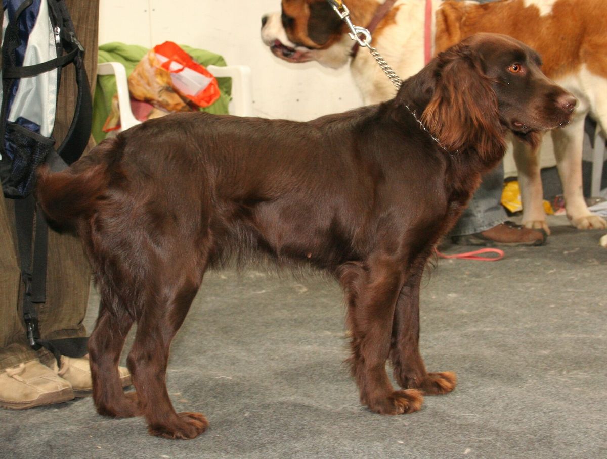 Deutscher Wachtelhund mit braunem, gewelltem Fell im Stand