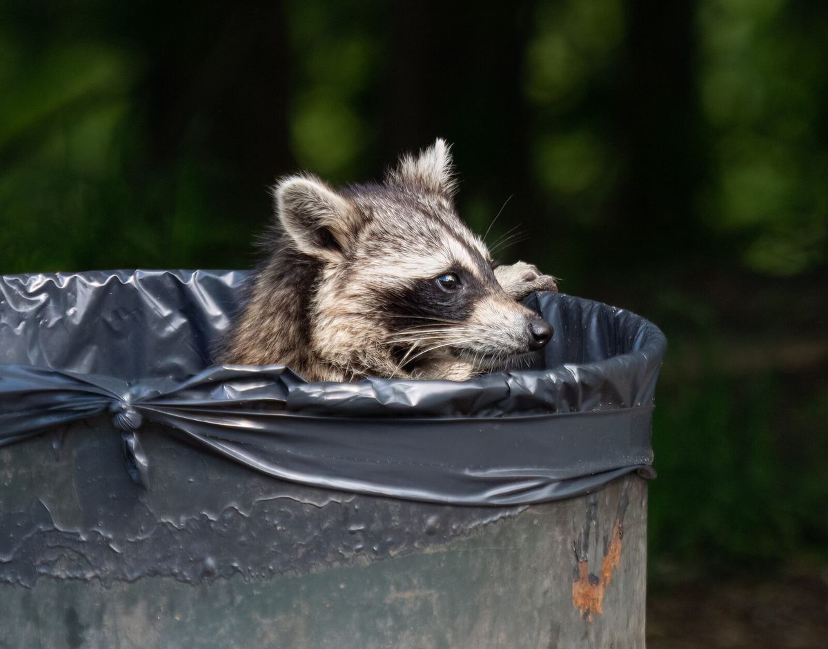 Waschbär durchsucht eine Mülltonne in einer Siedlung