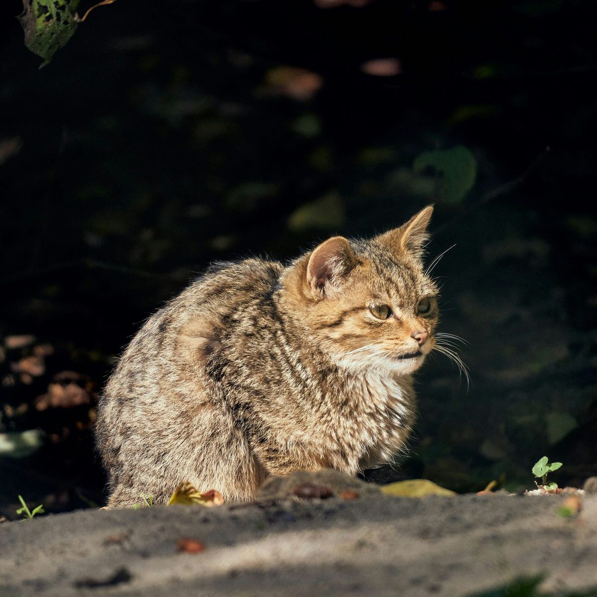 Europäische Wildkatze sitzt in dunkler Deckung am Waldboden