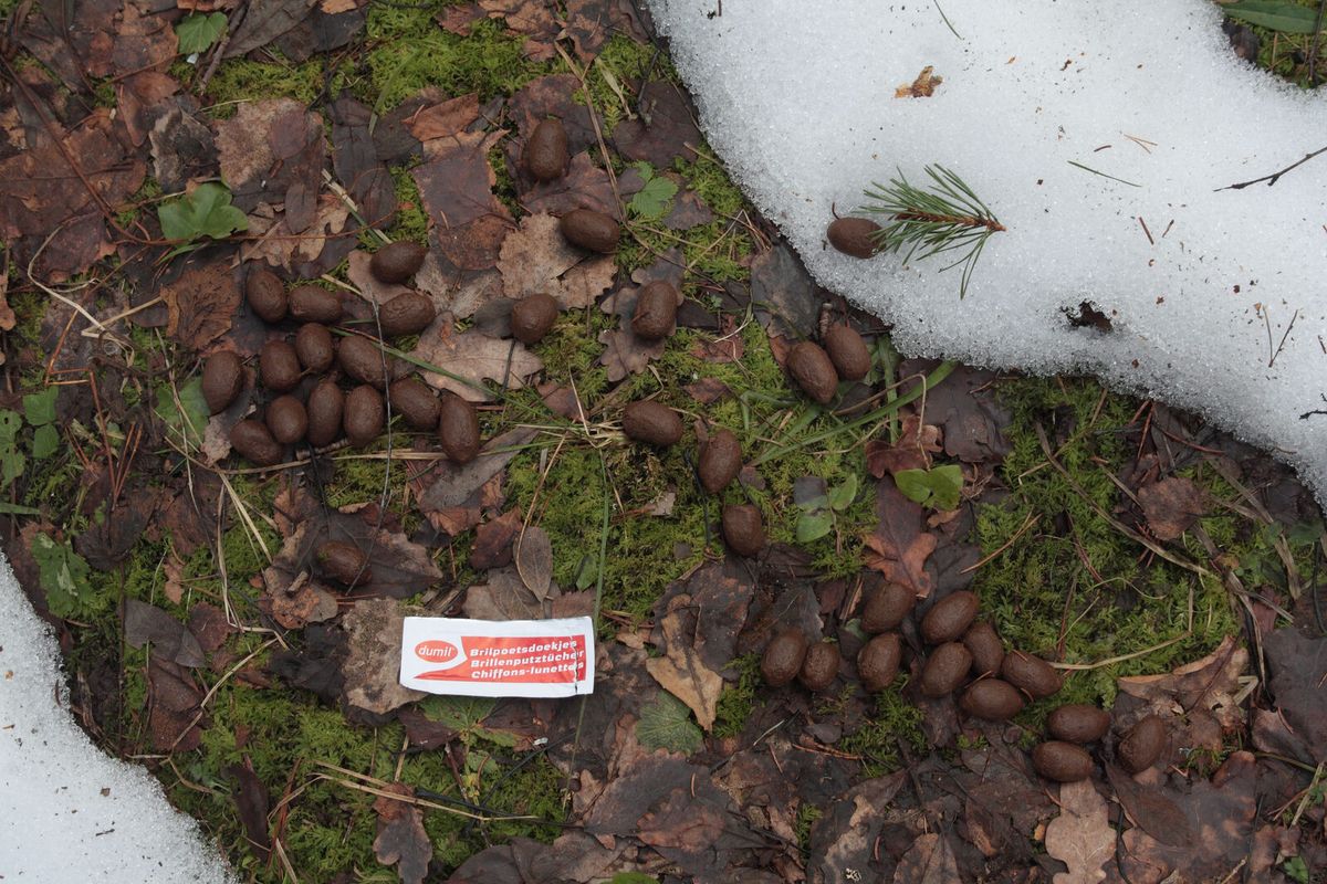 Zahlreiche dunkelbraune, eiförmige Kotpillen liegen verstreut auf Moos und Laub, daneben eine Papierpackung als Größenvergleich.