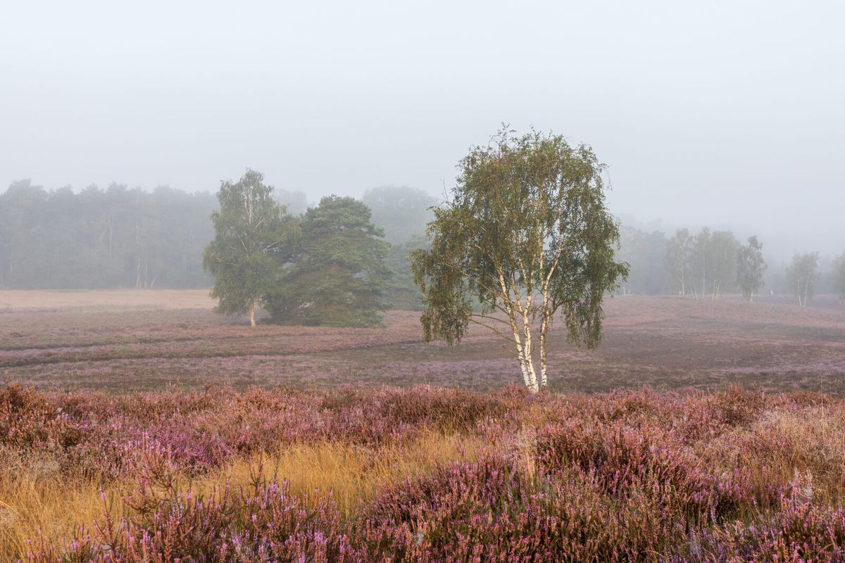 Blühende Heidelandschaft der Westruper Heide bei Haltern am See mit Kiefern im Hintergrund