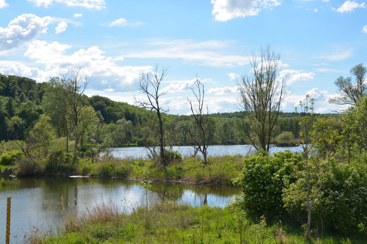 Blick über das bewaldete Donautal westlich von Neuburg an der Donau