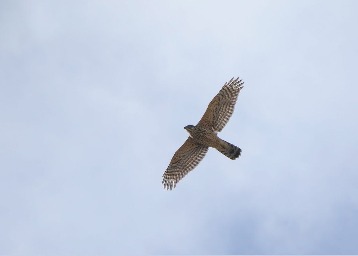 Habicht im Flug mit kurzen breiten Flügeln und langem gebändertem Schwanz