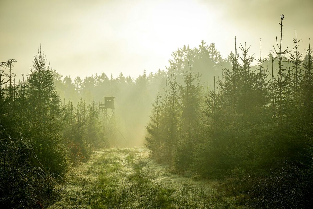 Morgendlicher Waldweg mit Hochsitz im Nebel