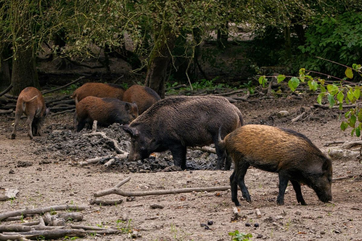 Mehrere Wildschweine verschiedener Größen wühlen gemeinsam im Waldboden.