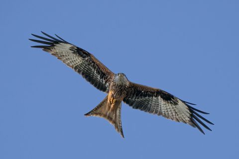 Rotmilan oder Schwarzmilan? Im Flugbild von unten entscheidet die Farbe