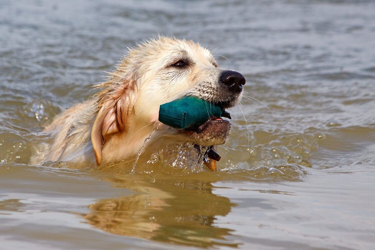 Ein Golden Retriever trägt beim Dummy-Training einen Apportiergegenstand aus dem Wasser