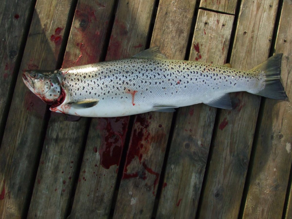 Gefangene Meerforelle (Salmo trutta trutta) auf einer Unterlage