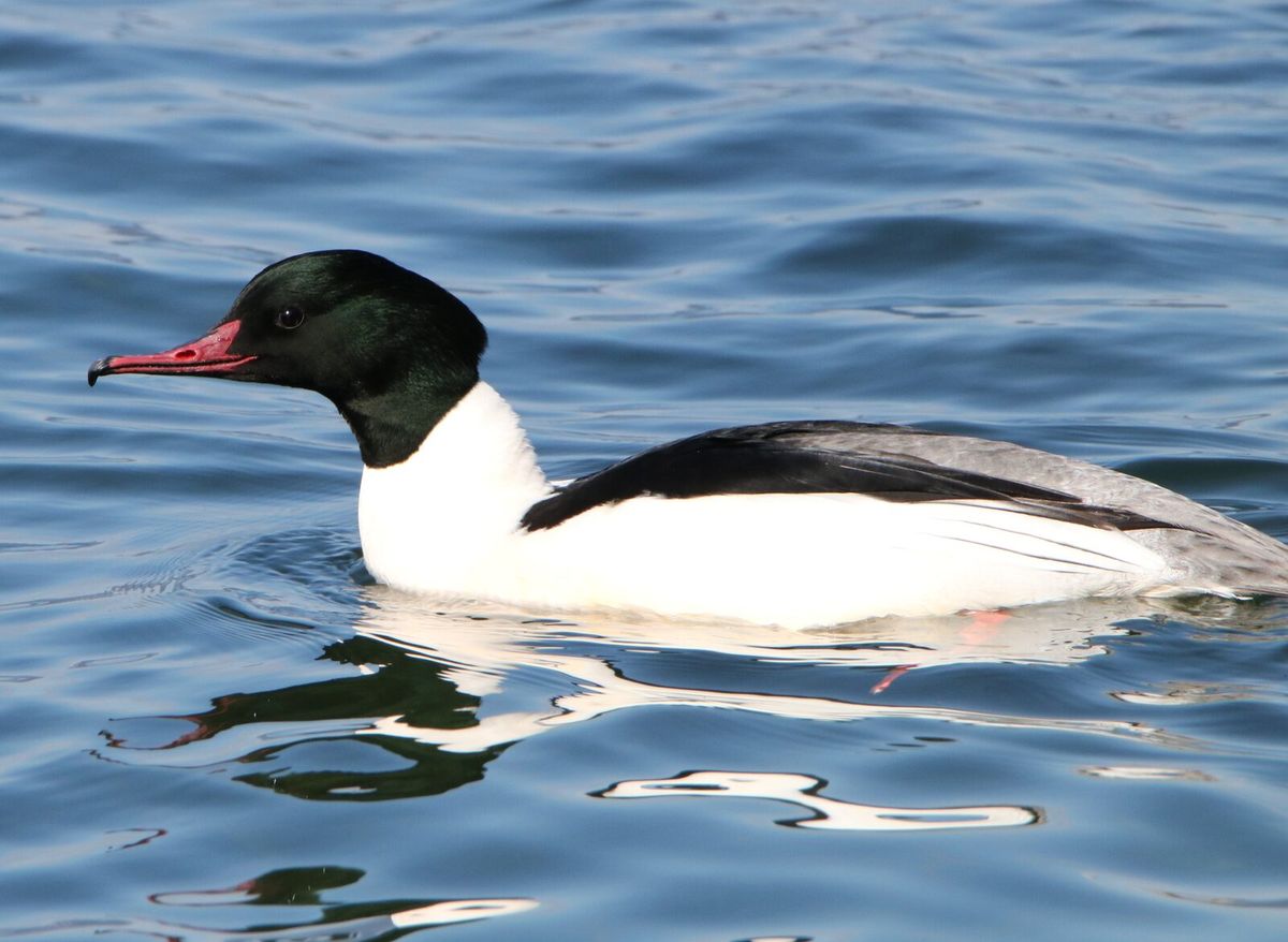Männlicher Gänsesäger im Prachtkleid auf ruhigem Wasser