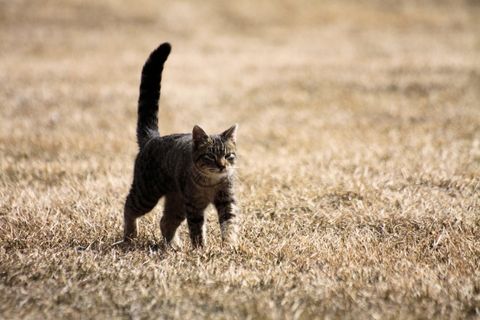Katze in der Lebendfalle: In Niedersachsen zählt die Fundbehörde, nicht die 350-Meter-Regel