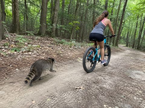 Waschbär springt E-Bike-Fahrerin ins Vorderrad: Frau bei Meschede schwer verletzt