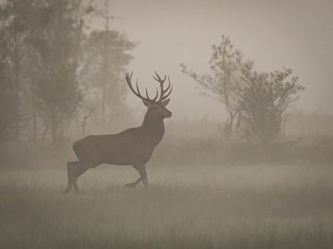 Rothirsch „Bargfelder“ wandert wieder: blaues Halsband, gelbe Ohrmarke – und offene Jagdzeit