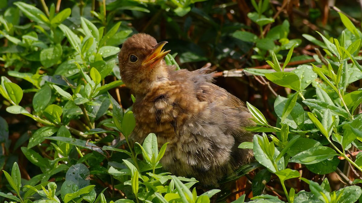 Junge Amsel im Gefieder eines Jungvogels sitzt am Boden