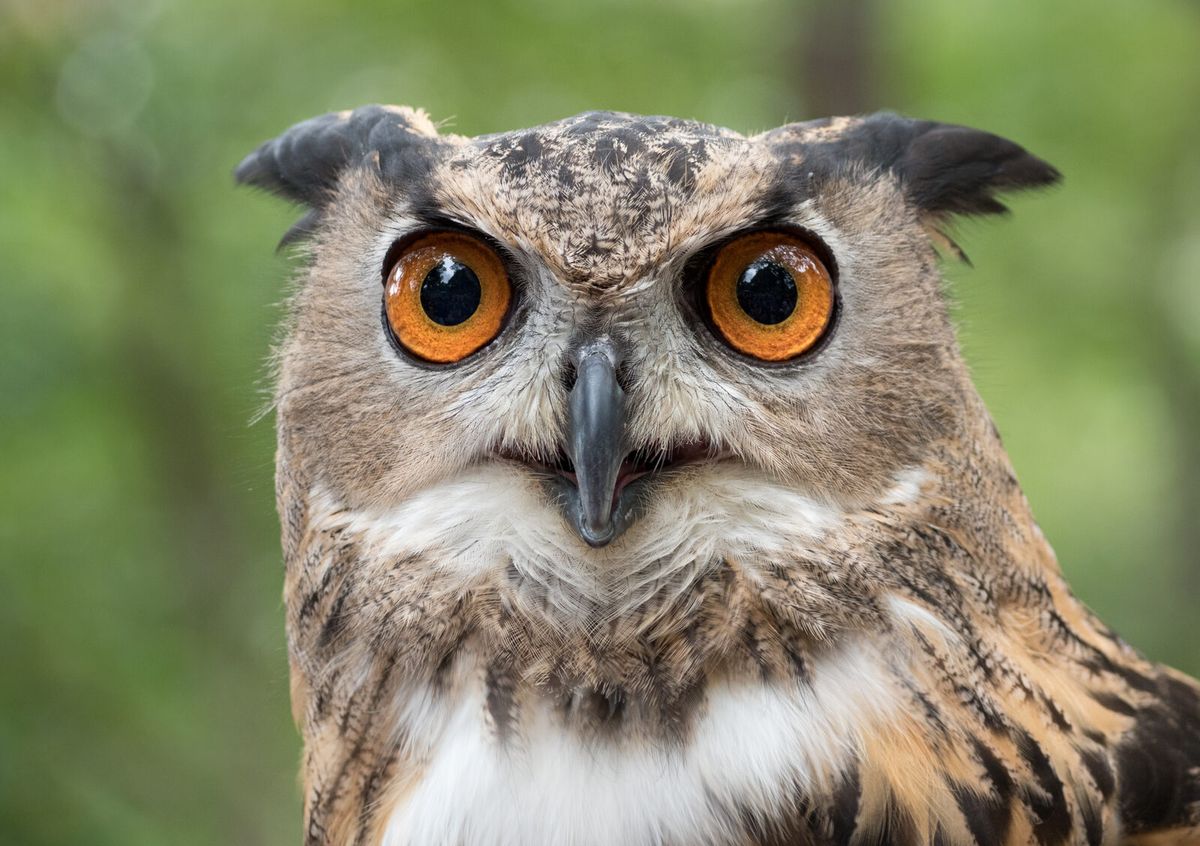 Uhu (Bubo bubo) – auch Eulen sind häufig vom West-Nil-Virus betroffen