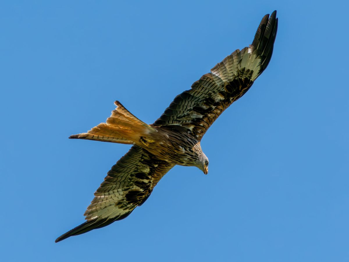Rotmilan im Flug von unten mit weit gefächertem Stoß, dessen Gabelung fast vollständig verschwunden ist