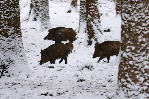Wildschwein am Polarkreis: Warum die Arealgrenze mit Einzelgängern wandert