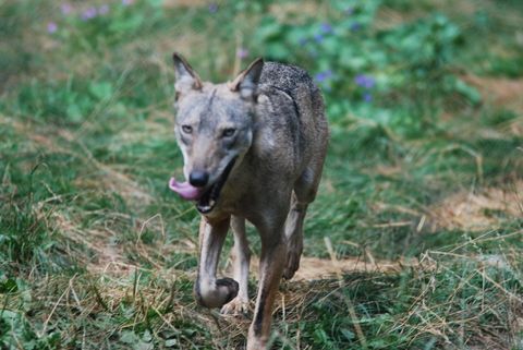 Wolfsangriffe in Apulien: Fangschlingen statt Abschuss – und die Tierart ist noch offen