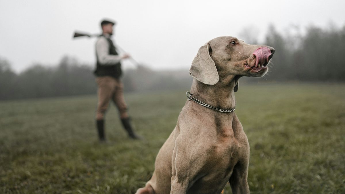 Ein grauer, weimaranerartig wirkender Vorstehhund sitzt auf einer nebligen Wiese; im Hintergrund steht unscharf eine Person mit Langwaffe.