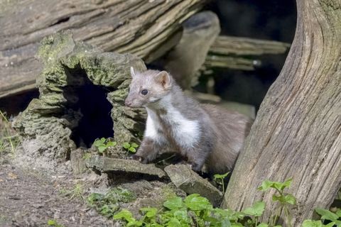 Marderschäden im Sommer: Was die Ranz des Steinmarders mit 252.000 Bissen zu tun hat