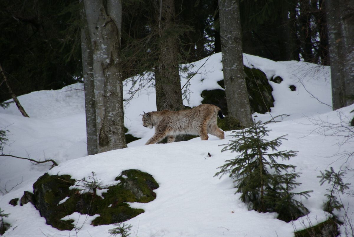 Eurasischer Luchs liegt aufmerksam auf einem Felsen in einem Waldgehege