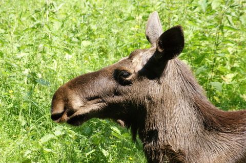 Elche in Brandenburg: Fünf Tiere gleichzeitig – Rekord und was er für Jäger bedeutet