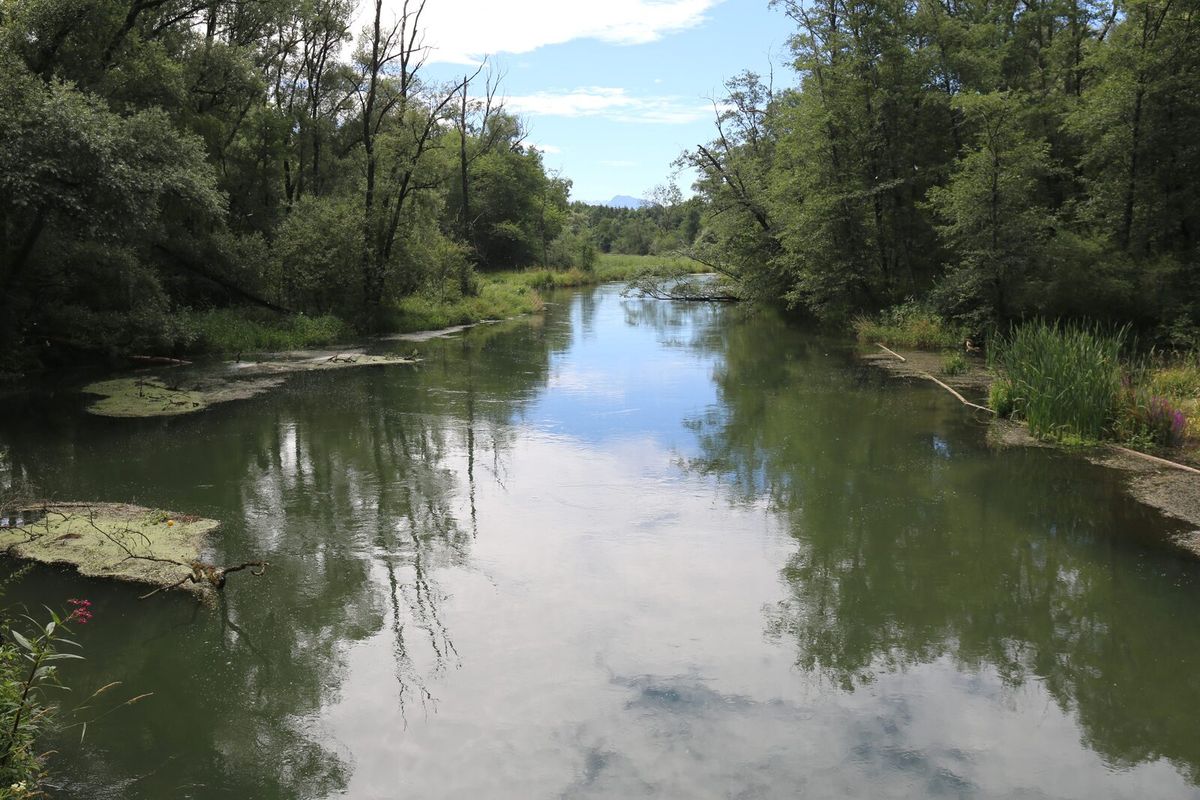 Naturnaher Bachlauf mit dichter Ufervegetation bei Schechen