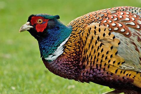 Die Hühnervögel: Fasan und Rebhuhn in der Jagdpraxis